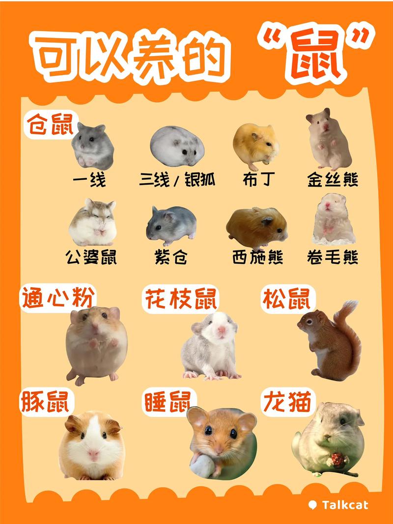 鼠种类大全_害与益并存,生活常见小动物 鼠种类大全_害与益并存,生活常见小动物