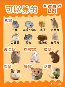 鼠种类大全_害与益并存，生活常见小动物