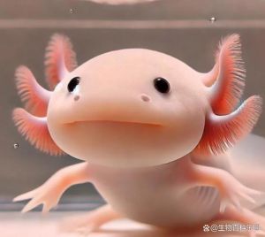 六角恐龙鱼死亡前兆_六角恐龙鱼快死信号及预防方法