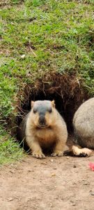 土拨鼠能当宠物养吗_土拨鼠萌？别养风险高，观赏保护是正道