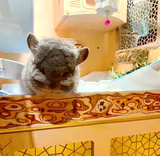 龙猫多久换一次主人_龙猫一个月认主靠气味,耐心互动建信任 龙猫多久换一次主人_龙猫一个月认主靠气味,耐心互动建信任