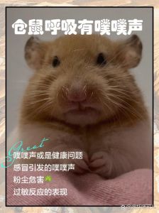 一伸手仓鼠就发出滋滋声_理解它的情绪语言