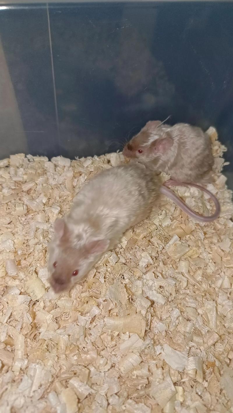 缎子鼠百科_新手友好!温顺小巧的缎子鼠好养吗? 缎子鼠百科_新手友好!温顺小巧的缎子鼠好养吗?