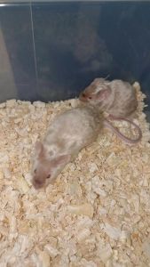 缎子鼠百科_新手友好！温顺小巧的缎子鼠好养吗？