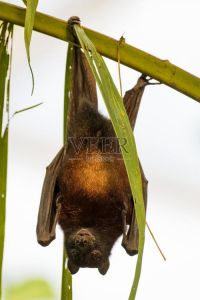 鼠狐蝠最小吗_马达加斯加灵长类动物介绍