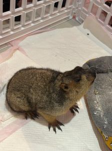 土拨鼠好养吗_《哪吒2》土拨鼠爆火？不适合当宠物！