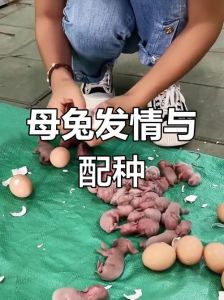 母兔带仔期间配种小兔怎么办_母兔哺乳期配种风险大，科学繁殖要把握时机