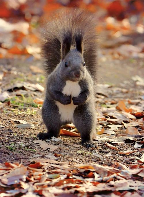 养什么品种的松鼠好_活泼金花霸气魔王高贵雪地温顺红腹 养什么品种的松鼠好_活泼金花霸气魔王高贵雪地温顺红腹