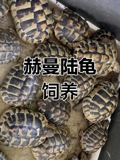 赫曼陆龟成年多大_体型寿命与饲养要点 赫曼陆龟成年多大_体型寿命与饲养要点