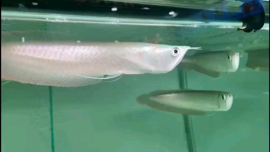 银龙鱼怎么区分雌雄_银龙鱼怎么分公母?养鱼技巧看这里! 银龙鱼怎么区分雌雄_银龙鱼怎么分公母?养鱼技巧看这里!