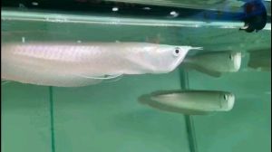 银龙鱼怎么区分雌雄_银龙鱼怎么分公母？养鱼技巧看这里！