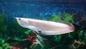 银龙鱼不开口怎么办_银龙鱼不开口？水质温食都查查！