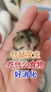 一个月大的仓鼠吃什么_新手养仓鼠肠胃娇嫩，科学喂食助健康！
