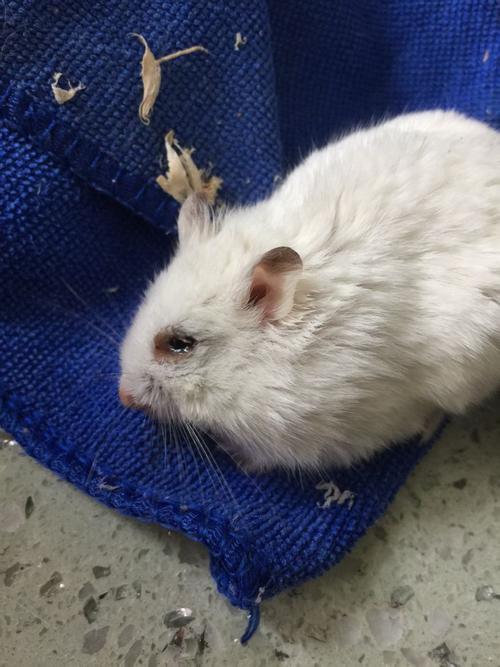 打了仓鼠它哭了_仓鼠被打后无声哭泣,主人愧疚如何补救? 打了仓鼠它哭了_仓鼠被打后无声哭泣,主人愧疚如何补救?