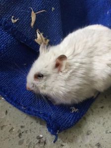 打了仓鼠它哭了_仓鼠被打后无声哭泣，主人愧疚如何补救？