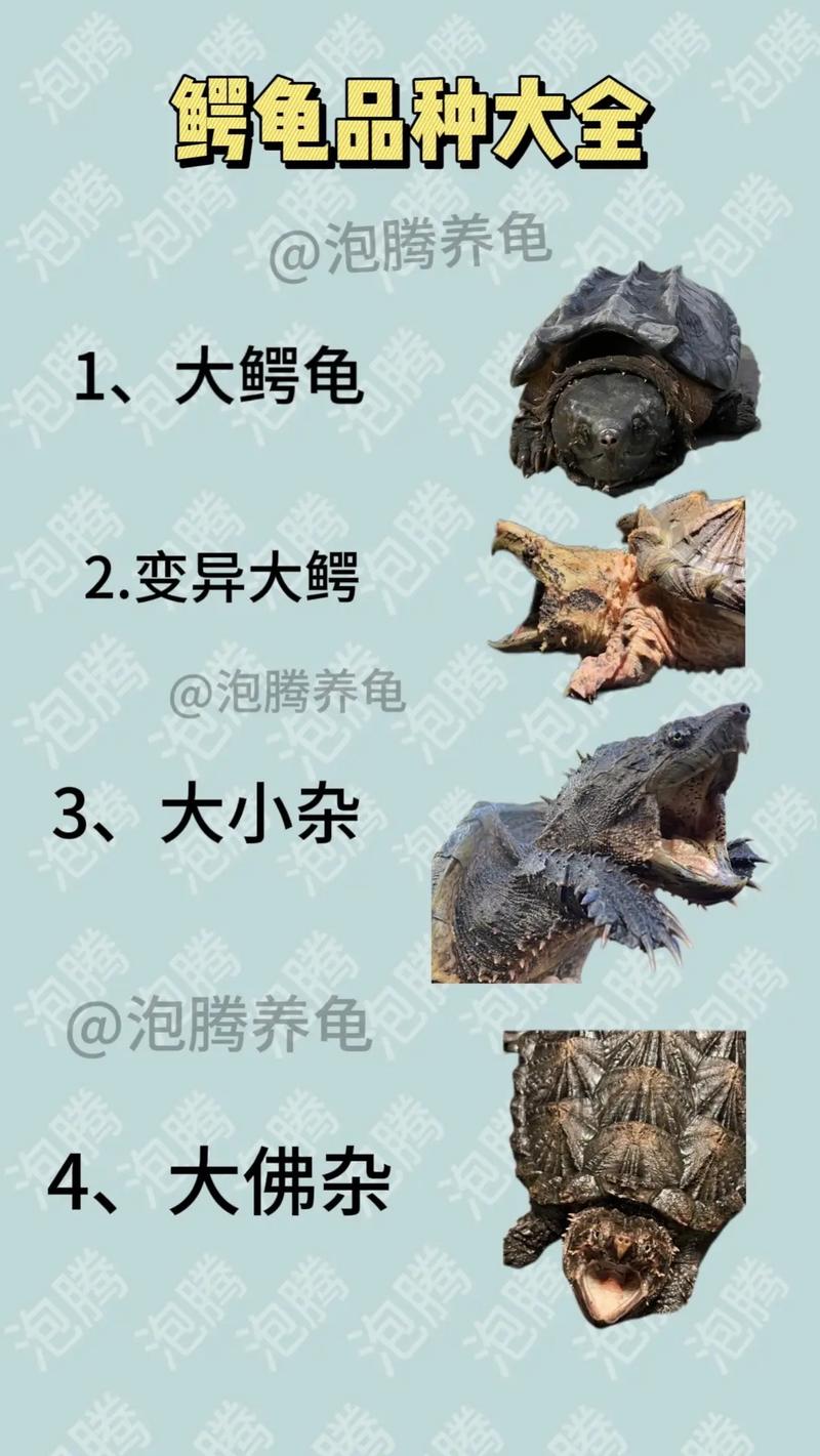 大鳄龟和小鳄龟的区别_外形习性大不同 大鳄龟和小鳄龟的区别_外形习性大不同