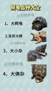 大鳄龟和小鳄龟的区别_外形习性大不同