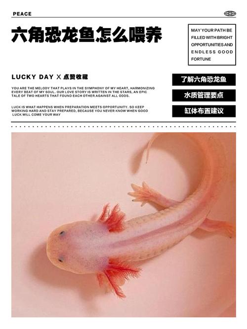 六角恐龙鱼是两栖动物吗_两栖宠物,外形独特,饲养指南 六角恐龙鱼是两栖动物吗_两栖宠物,外形独特,饲养指南