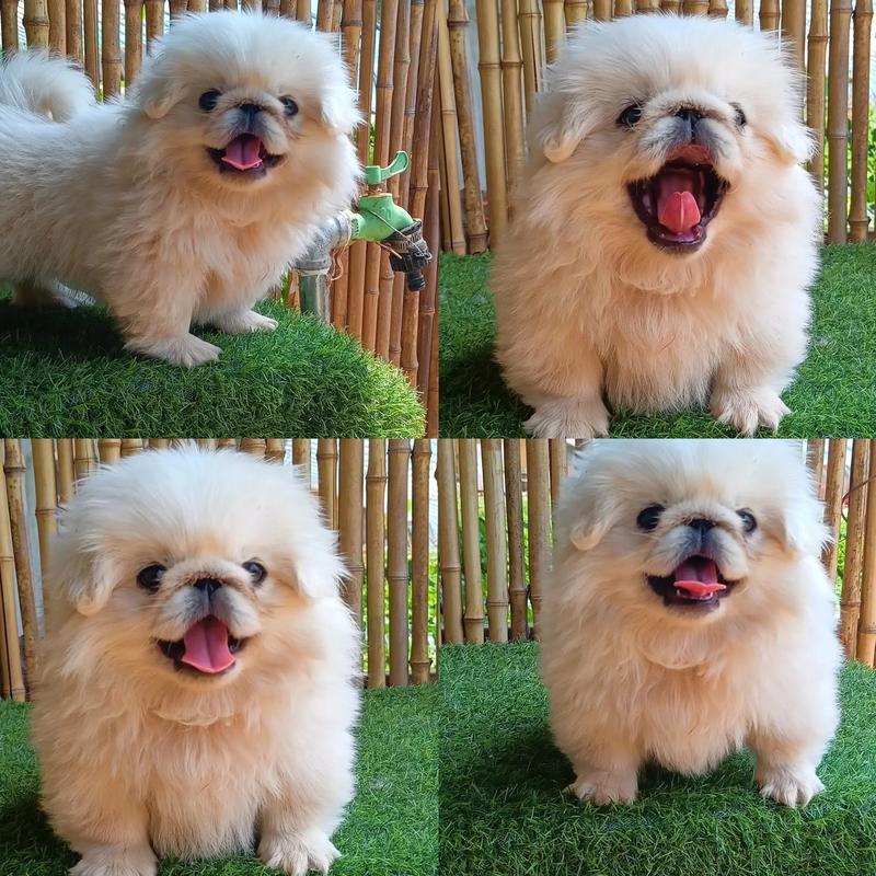 养京巴犬的注意事项_温顺粘人,娇贵需细养 养京巴犬的注意事项_温顺粘人,娇贵需细养