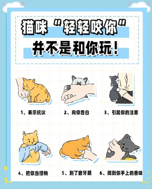 家养猫为什么总想咬人_家猫咬人怎么办?原因与纠正方法 家养猫为什么总想咬人_家猫咬人怎么办?原因与纠正方法