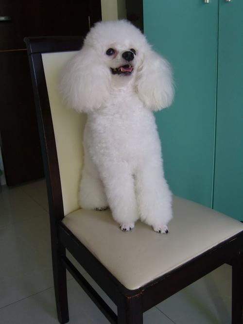 跟泰迪很像的狗叫什么白色的_温顺可爱,聪明粘人! 跟泰迪很像的狗叫什么白色的_温顺可爱,聪明粘人!