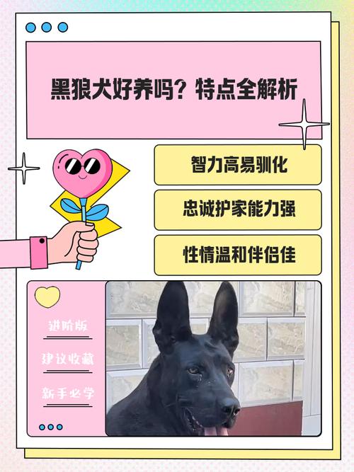 养黑狼犬好还是狼青犬好_威猛与易养的选择 养黑狼犬好还是狼青犬好_威猛与易养的选择