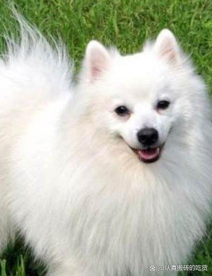 银狐犬喜欢主人的表现_银狐犬极度粘人,摇尾巴示好,忠诚护主 银狐犬喜欢主人的表现_银狐犬极度粘人,摇尾巴示好,忠诚护主