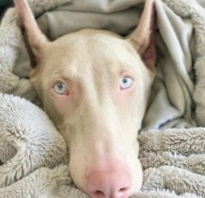 尖耳朵白色的小狗_西高地白梗与尖耳白毛犬种