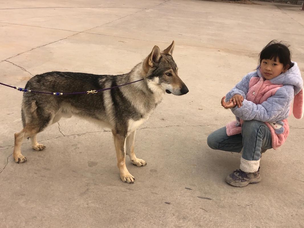 大狼狗和美女配对成功_收租夫妇郑建鹏言真抖音爆火带货超罗永浩 大狼狗和美女配对成功_收租夫妇郑建鹏言真抖音爆火带货超罗永浩