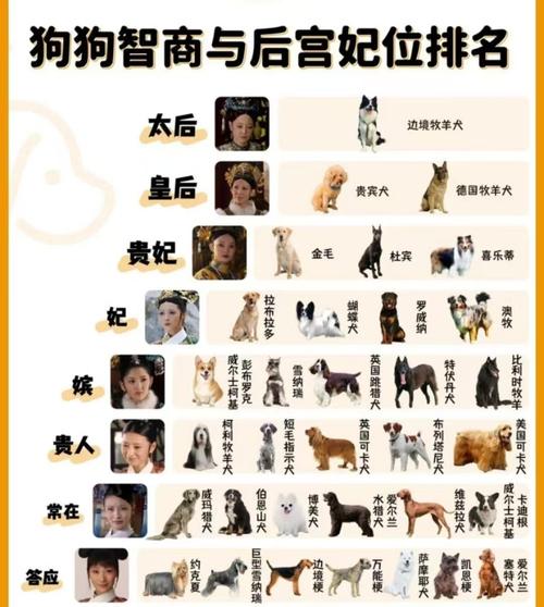 家庭养犬十大排名_10种温顺聪明犬推荐 家庭养犬十大排名_10种温顺聪明犬推荐