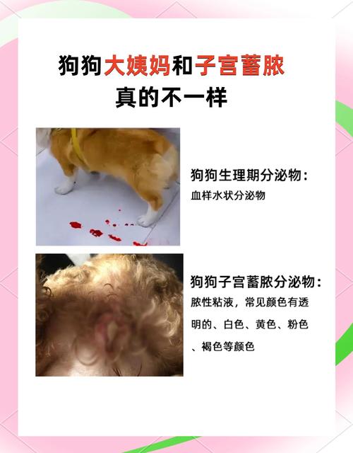 皇后母犬认主人的表现_撒娇分享食物守护你 皇后母犬认主人的表现_撒娇分享食物守护你
