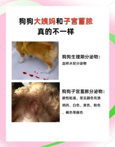 皇后母犬认主人的表现_撒娇分享食物守护你