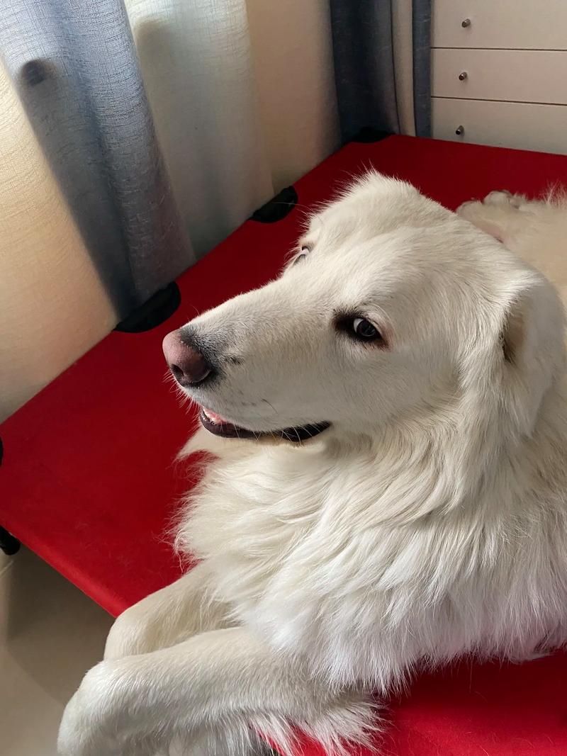 白狗鼻子颜色变肉色_狗狗鼻子变浅?别担心,原因有几种! 白狗鼻子颜色变肉色_狗狗鼻子变浅?别担心,原因有几种!