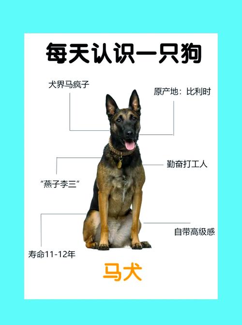 人马畜禽和狗的dna有多相似_狗和人的DNA相似,差异造就独特性 人马畜禽和狗的dna有多相似_狗和人的DNA相似,差异造就独特性