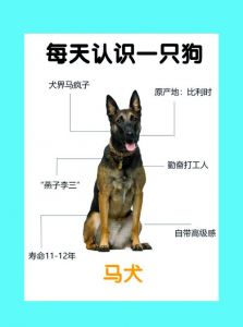 人马畜禽和狗的dna有多相似_狗和人的DNA相似，差异造就独特性