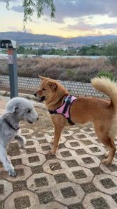 又像狗又像羊_像狗又像羊的雪白身影，是传说中的生物还是贝灵顿梗？