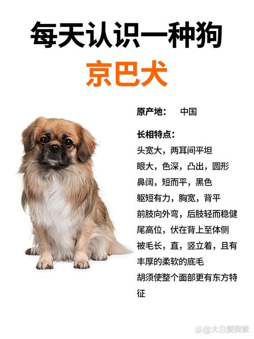 养京巴狗的好处和坏处_萌宠伴侣,粘人忠诚,适合小户型! 养京巴狗的好处和坏处_萌宠伴侣,粘人忠诚,适合小户型!