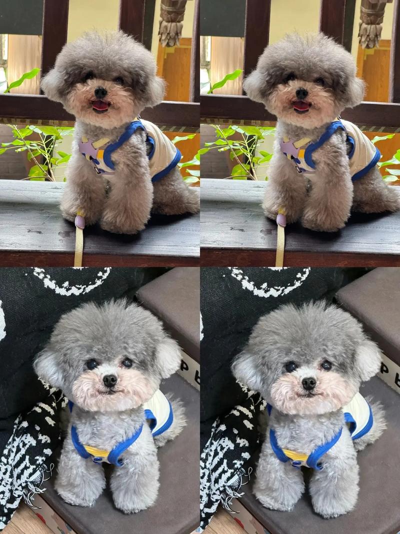 灰泰迪聪明吗好养吗_聪明温顺灰泰迪,好养易训伴侣犬 灰泰迪聪明吗好养吗_聪明温顺灰泰迪,好养易训伴侣犬