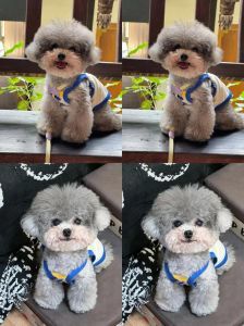 灰泰迪聪明吗好养吗_聪明温顺灰泰迪，好养易训伴侣犬