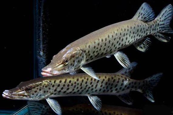 像狗全身黑斑点的鱼_高纬冷水鱼,经济价值与保护现状 像狗全身黑斑点的鱼_高纬冷水鱼,经济价值与保护现状