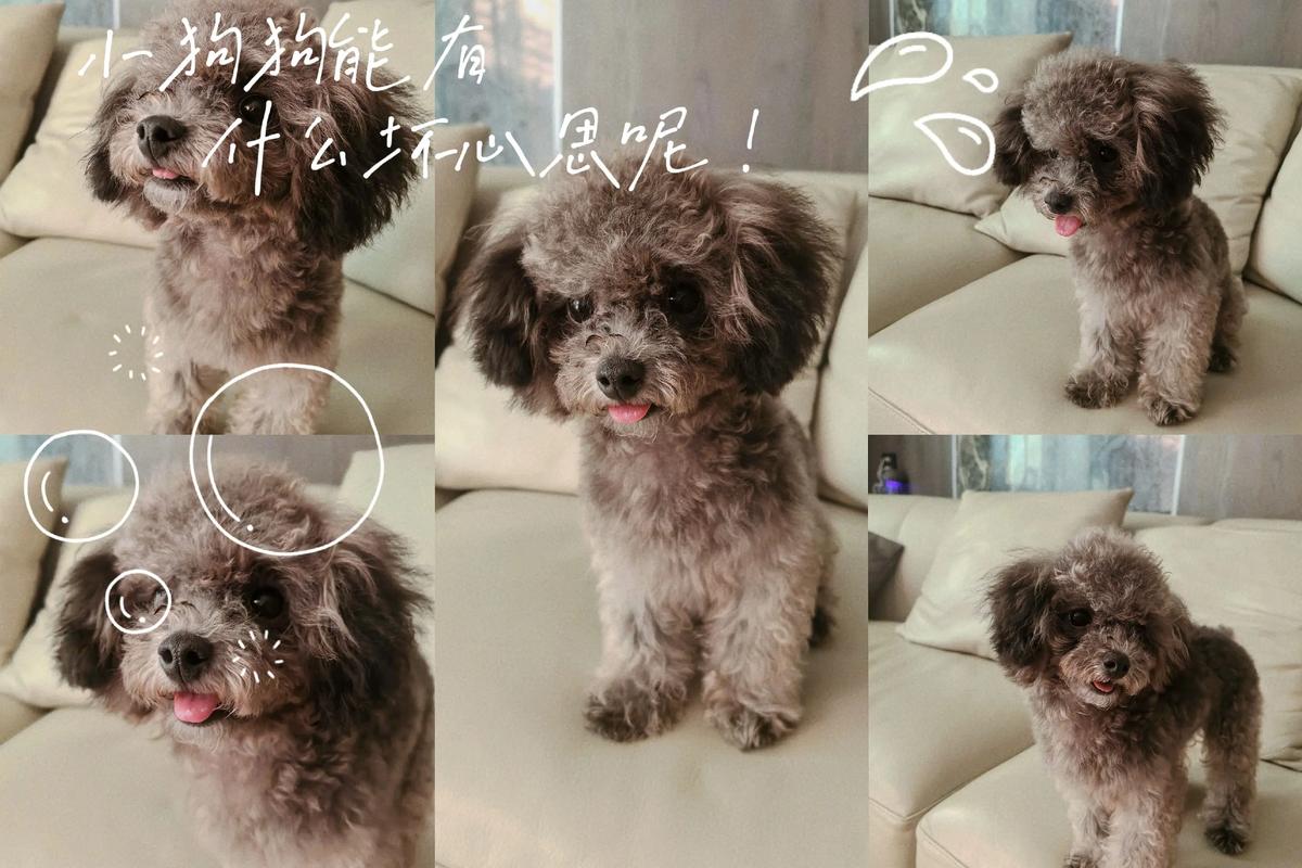 灰泰迪返灰失败的原因_基因饮食护理缺一不可 灰泰迪返灰失败的原因_基因饮食护理缺一不可