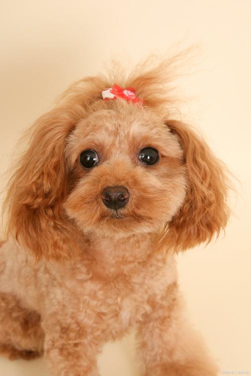 羊毛卷的狗是什么品种_可爱小白绒球，理想伴侣犬