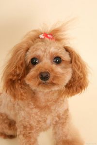 羊毛卷的狗是什么品种_可爱小白绒球，理想伴侣犬