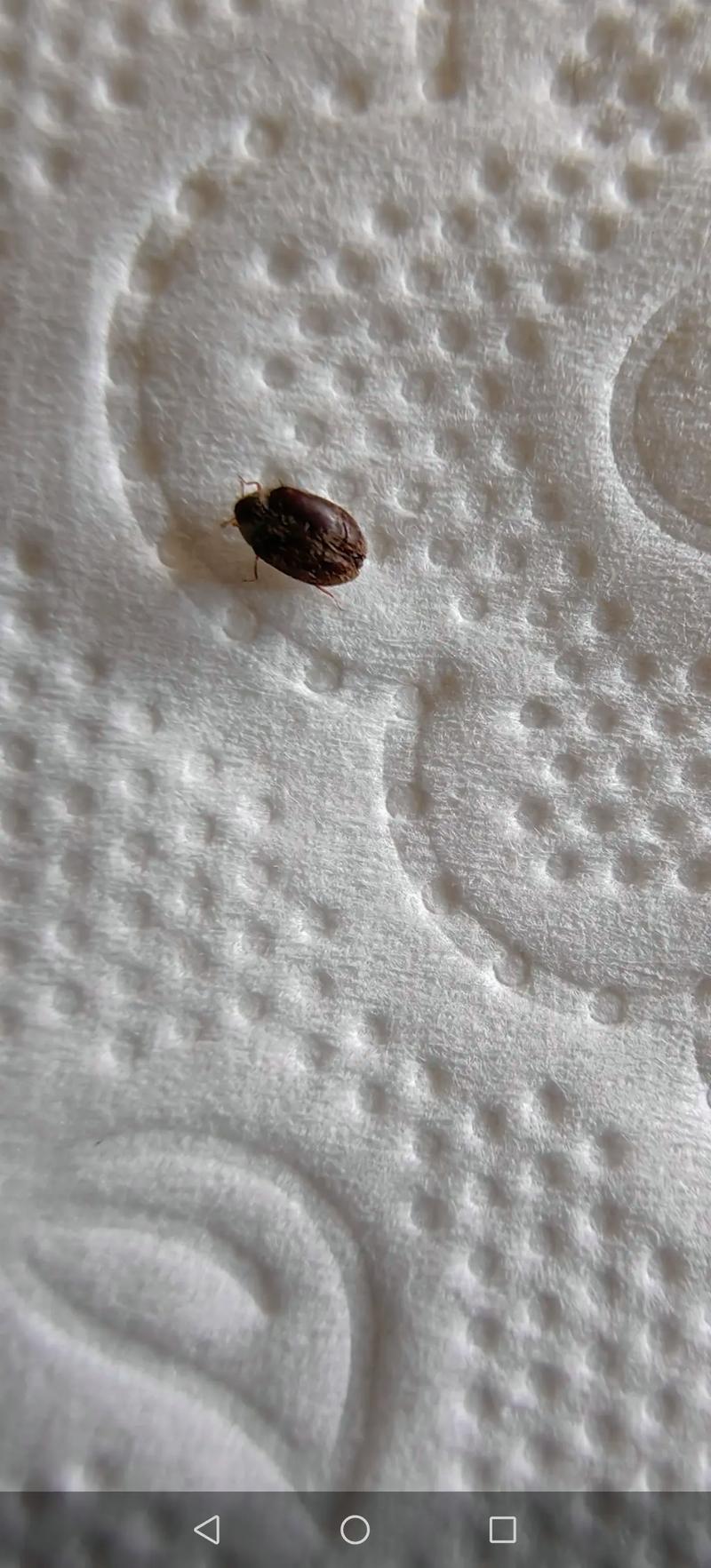 狗豆子对人体有害吗_狗豆子有毒,煮熟泡透才安全 狗豆子对人体有害吗_狗豆子有毒,煮熟泡透才安全