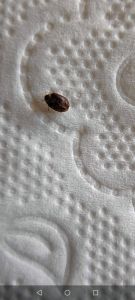 狗豆子对人体有害吗_狗豆子有毒，煮熟泡透才安全