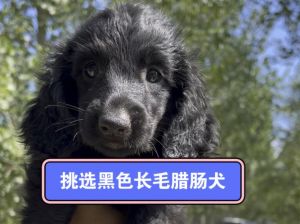 细毛长鼻子黑狗_广西特色田园犬，镇宅好伙伴