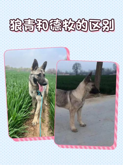 母狼青犬的优缺点_忠诚护主,需精心饲养训练 母狼青犬的优缺点_忠诚护主,需精心饲养训练