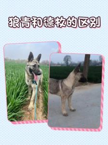 母狼青犬的优缺点_忠诚护主，需精心饲养训练