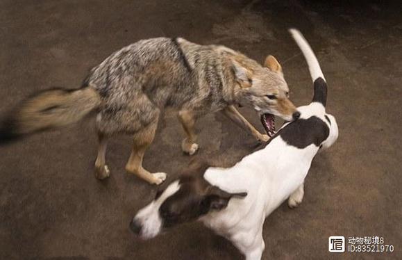 犬梗獒狼之间有生殖隔离吗_狼狗基因近却差异大,人工选择造就狗多样性 犬梗獒狼之间有生殖隔离吗_狼狗基因近却差异大,人工选择造就狗多样性