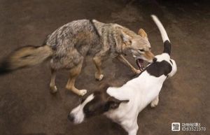 犬梗獒狼之间有生殖隔离吗_狼狗基因近却差异大，人工选择造就狗多样性